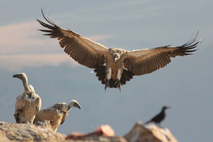 Gyps coprotheres in flight