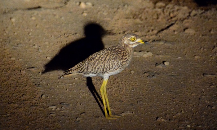 Spotted Thick-knee