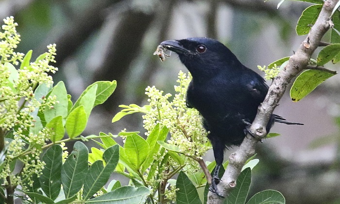 Fork-tailed Drongo