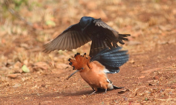 Fork-tailed Drongo stealing food from African Hoopoe