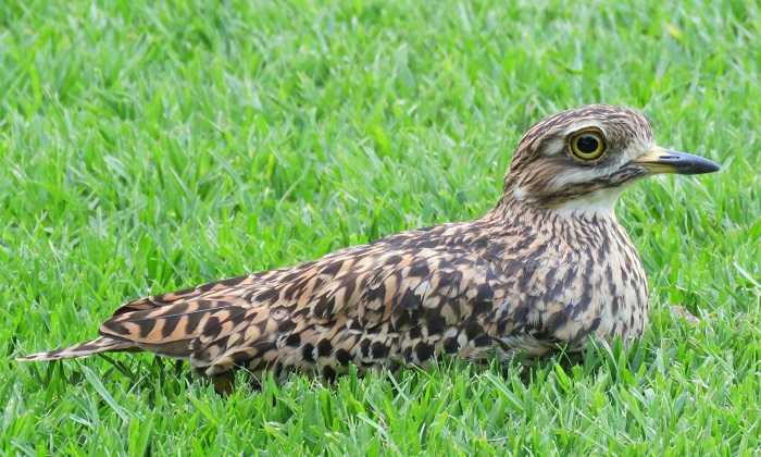 Spotted Thick-knee