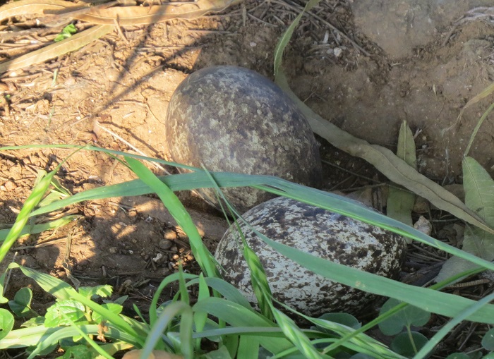 Spotted Thick-knee