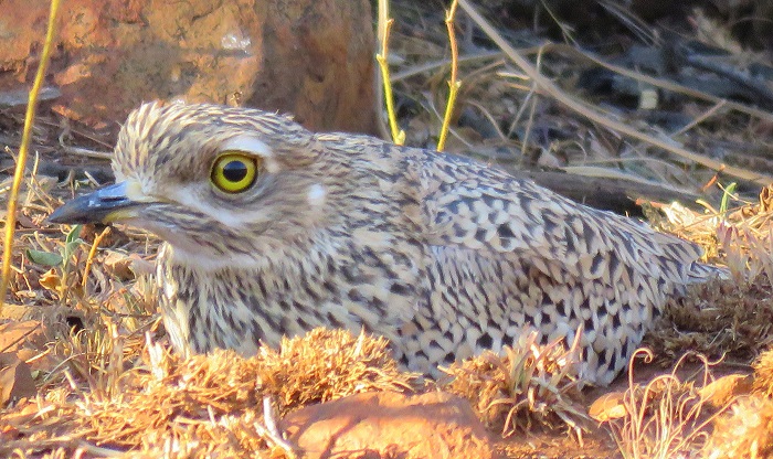 Burhinus capensis