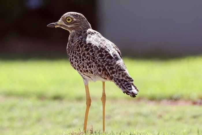 Burhinus capensis