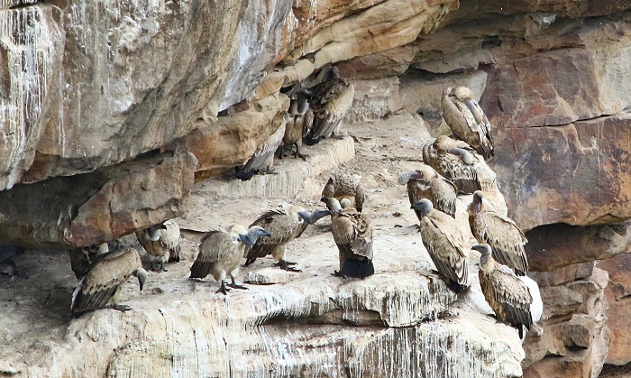 Cape Vulture colony