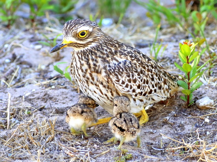 Spotted Thick-knee (Burhinus capensis) | BDI