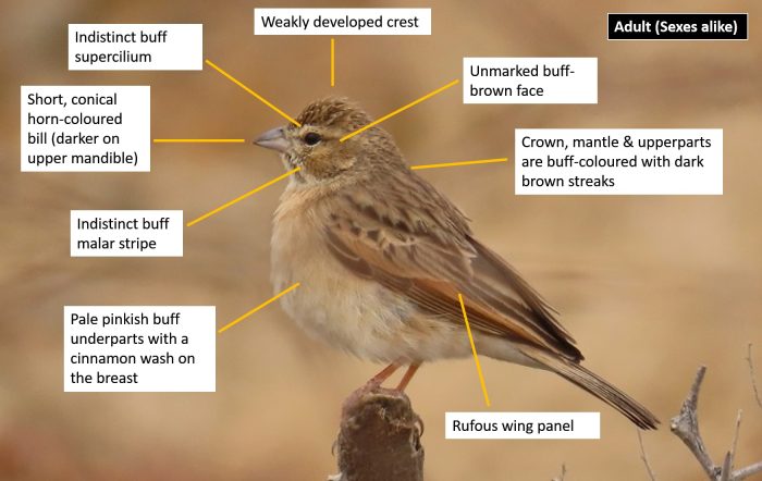 Identification guide for Lark-like Bunting