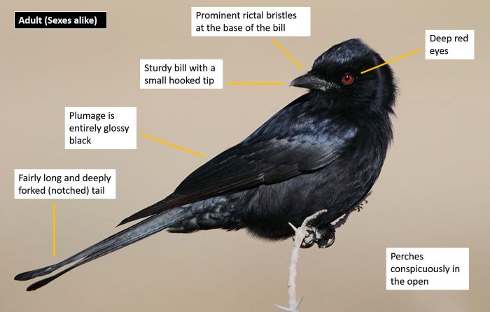 Identification of Fork-tailed Drongo