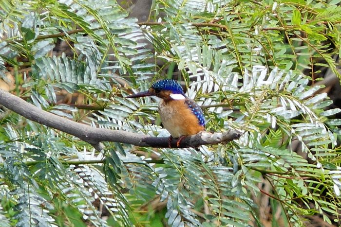 Malachite Kingfisher, the blue flash