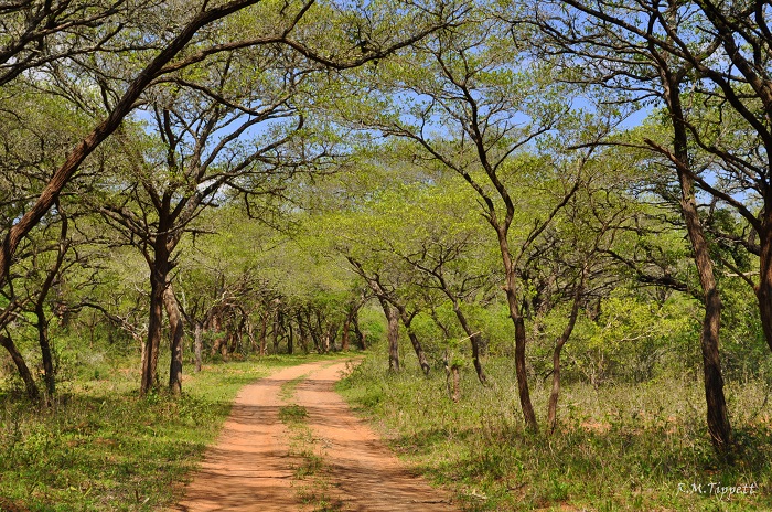 Habitat for Fork-tailed Drongo