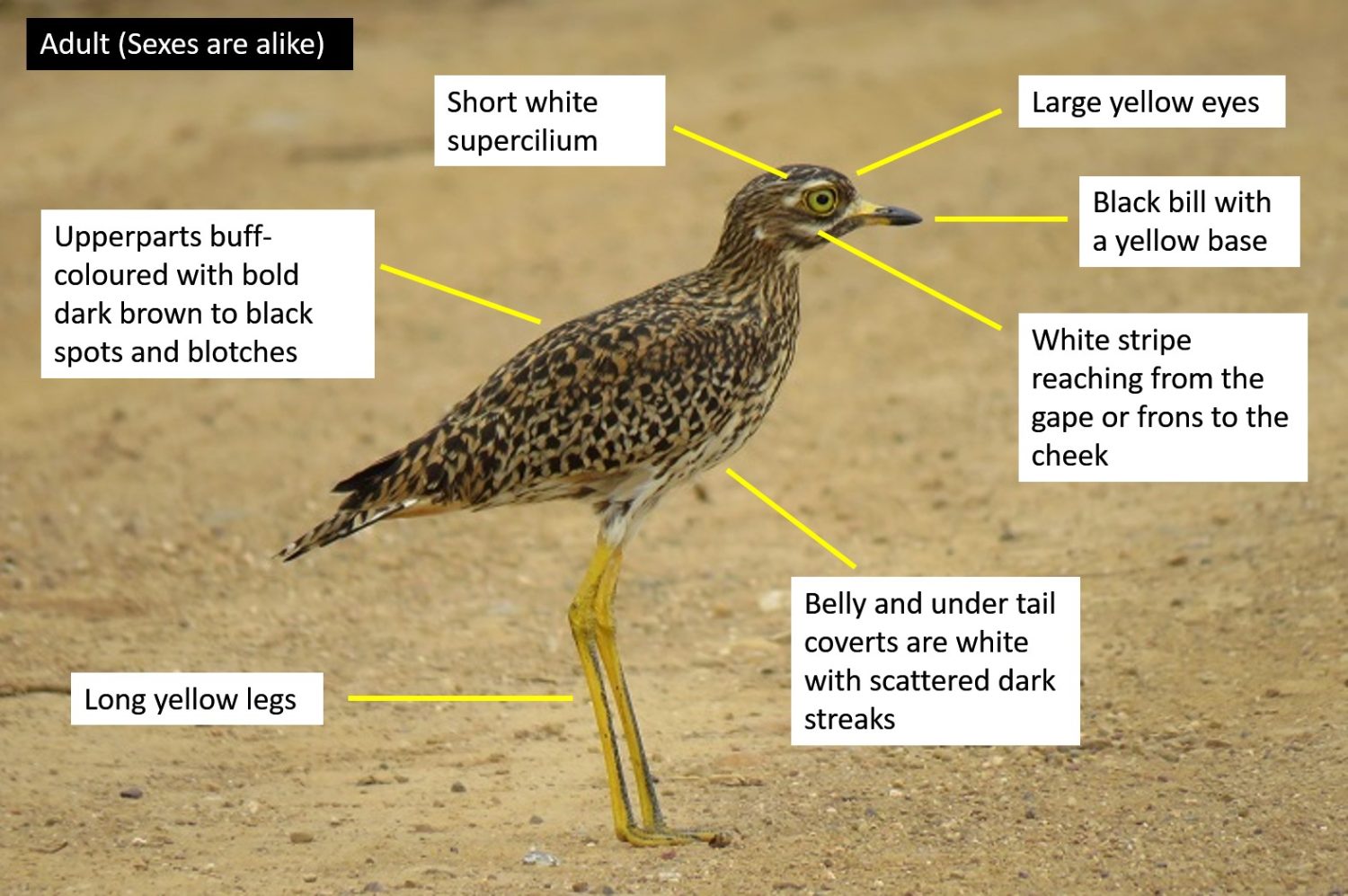 Spotted Thick-knee (Burhinus capensis) | BDI