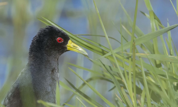 Black Crake