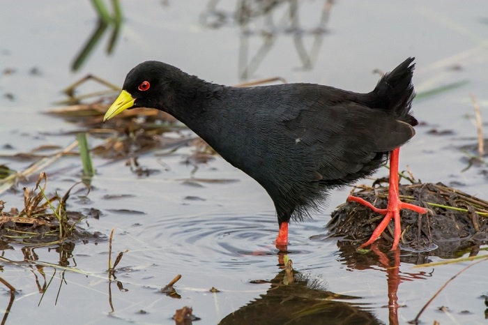 Black Crake