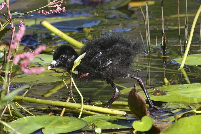 Amaurornis flavirostra chick