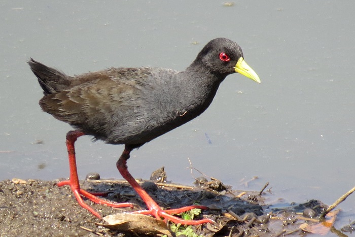 Amaurornis flavirostra juvenile