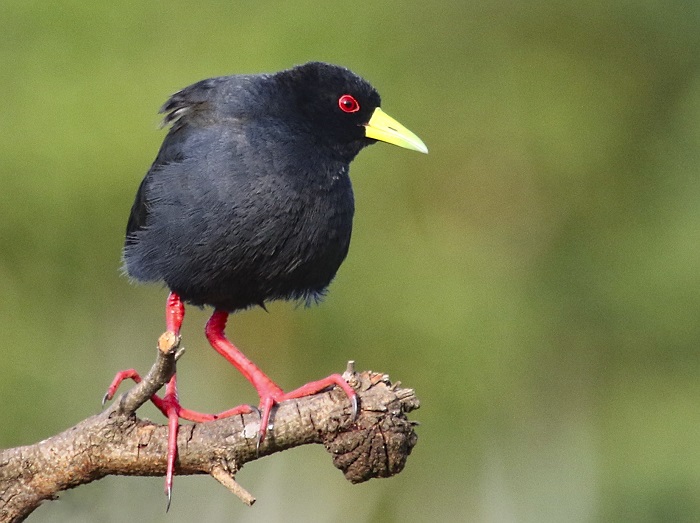 Black Crake