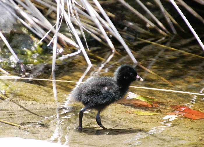 Black Crake chick