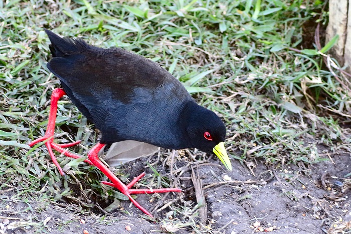 Adult Black Crake