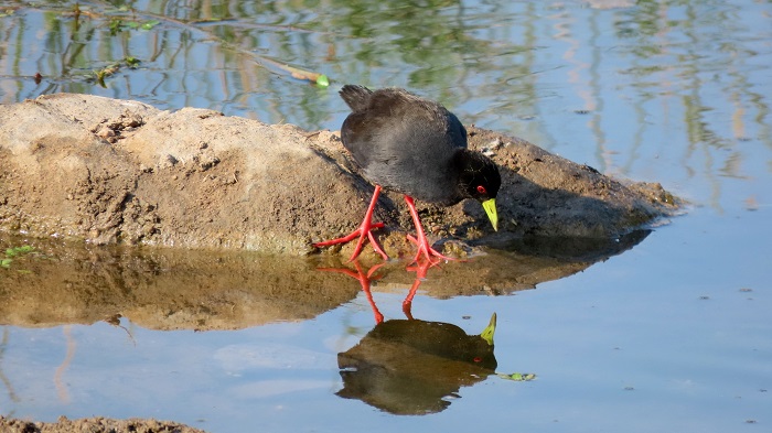 Black Crake