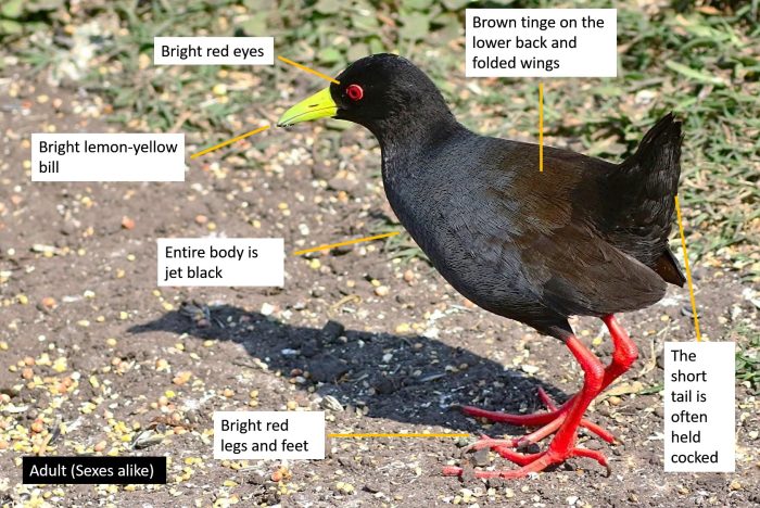 Identification guide Black Crake