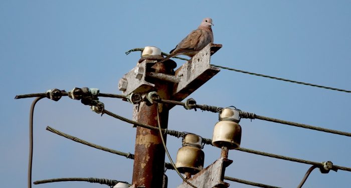 Laughing Dove : Industrial biodiversity in Maitland