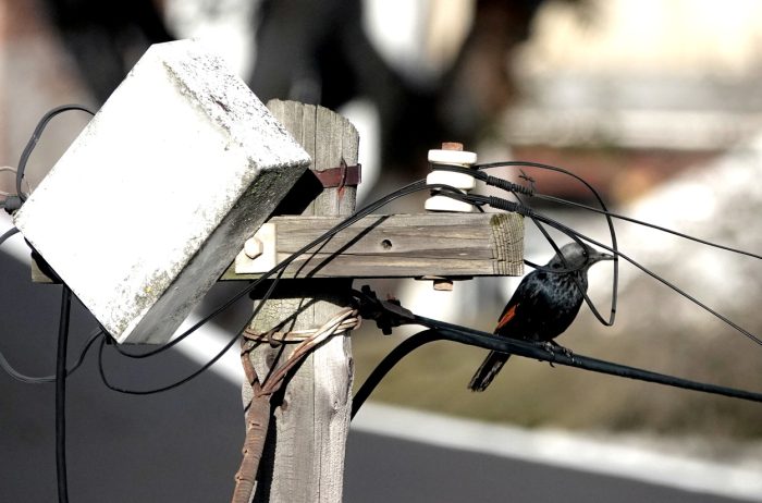 Red-winged Starling : Industrial biodiversity in Maitland