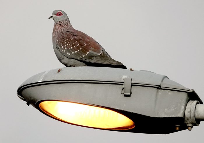 Speckled Pigeon : Industrial biodiversity in Maitland