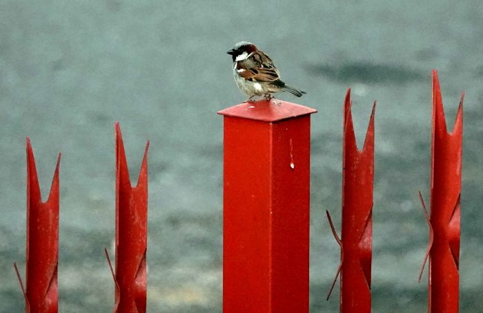 House Sparrow : Industrial biodiversity in Maitland