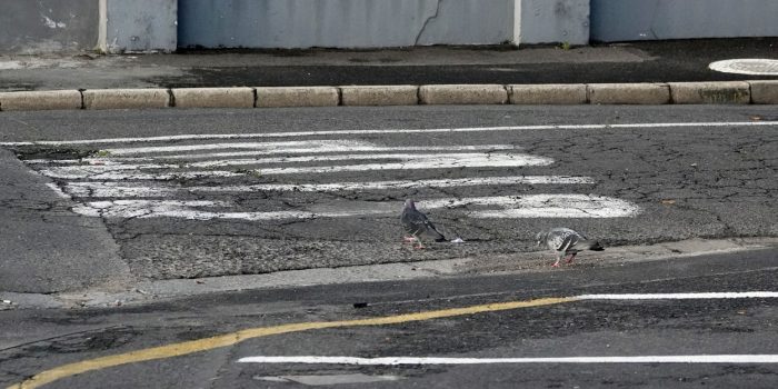 Rock Dove : Industrial biodiversity in Maitland