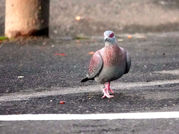 Speckled Pigeon : Industrial biodiversity in Maitland