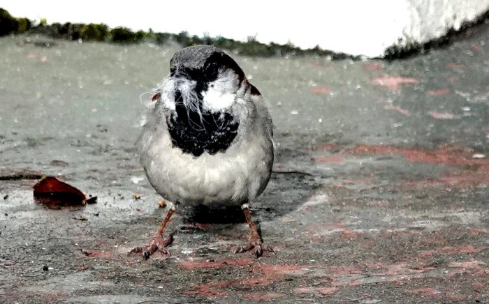 House Sparrow : Industrial biodiversity in Maitland