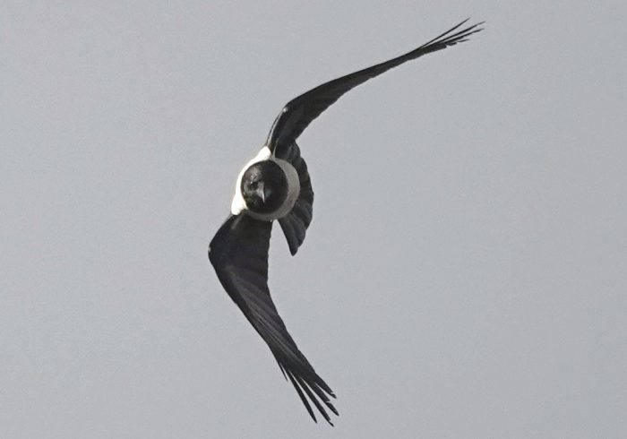 Pied Crow in air