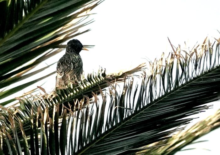 Common Starling 