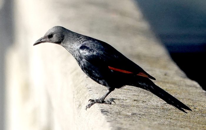 Red-winged Starling : Industrial biodiversity in Maitland