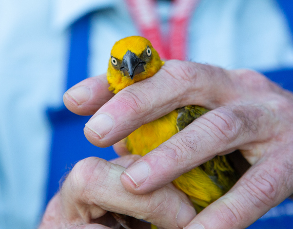 Male Cape Weaver with the marie biscuit-coloured eye