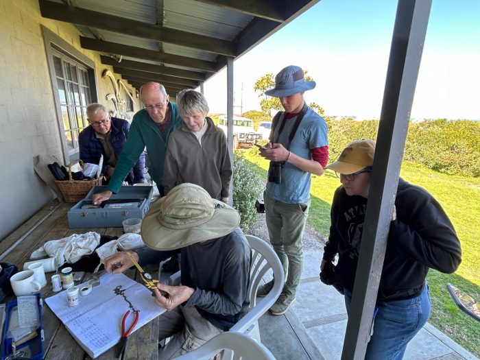 Bird ringing at Grotto Bay