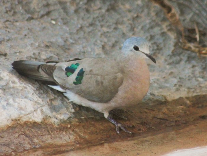 Emerald-spotted Wood Dove at Alte Kalköfen Bird Observatory