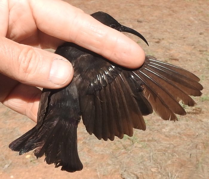 Amethyst Sunbird  - Bird ringing at Nuwejaars April 2025