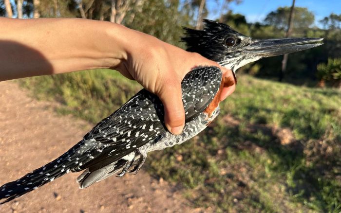 Giant Kingfisher - Bird ringing at Nuwejaars April 2025