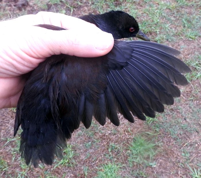 Black Crake - Bird ringing at Nuwejaars April 2025