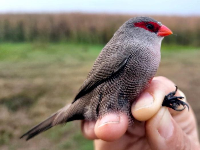 Common Waxbill - Bird ringing at Nuwejaars April 2025