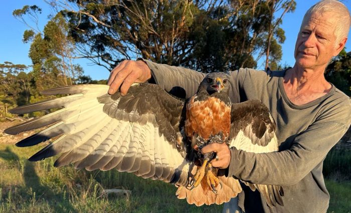 Jackal Buzzard - Bird ringing at Nuwejaars April 2025