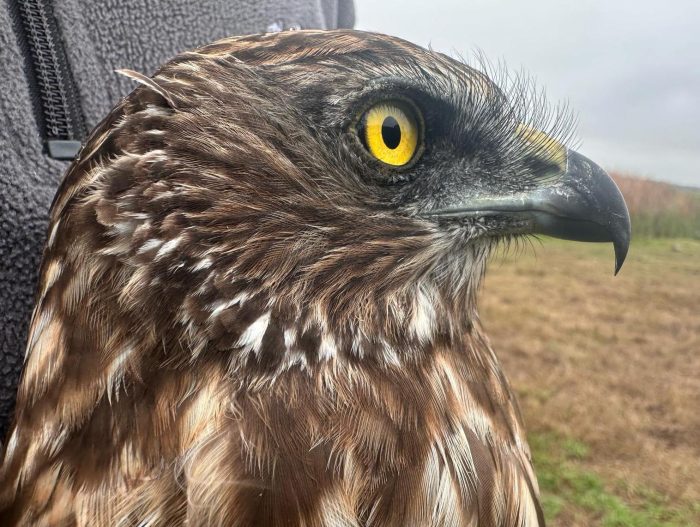 African March Harrier - Bird ringing at Nuwejaars April 2025