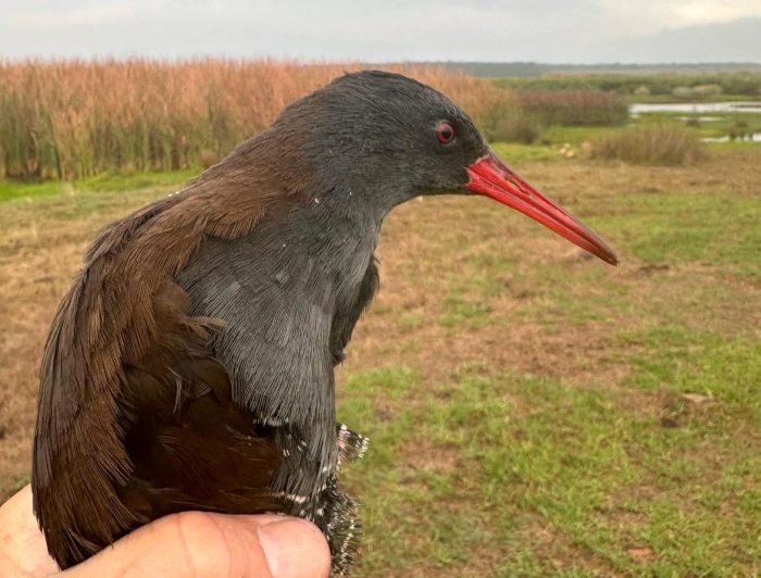 African Rail - Bird ringing at Nuwejaars April 2025