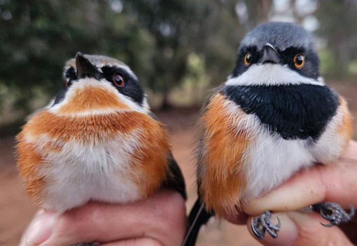 Cape Batis male and female  - Bird ringing at Nuwejaars April 2025