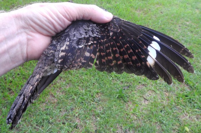 Fiery-necked Nightjar
