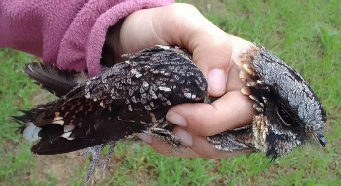 Fiery-necked Nightjar - Bird ringing at Nuwejaars April 2025