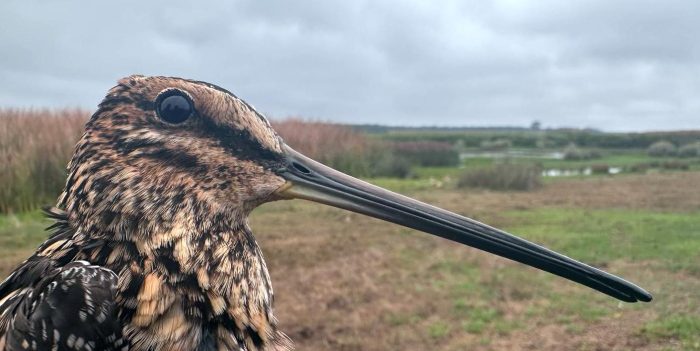 African Snipe - Bird ringing at Nuwejaars April 2025