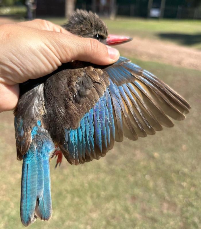 Brown-hooded Kingfisher - Bird ringing at Nuwejaars April 2025