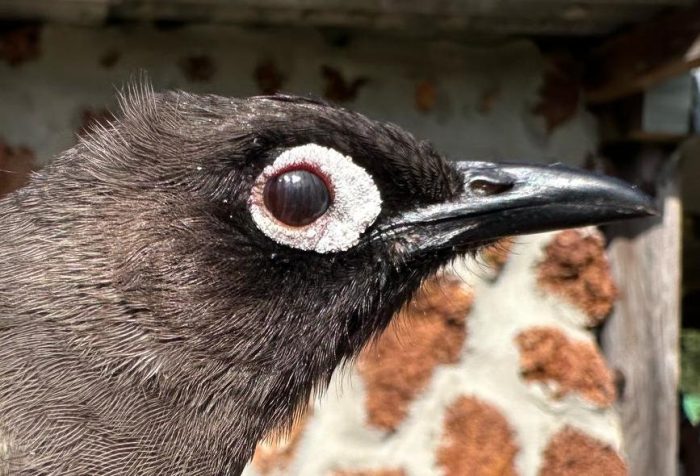 Cape Bulbul - Bird ringing at Nuwejaars April 2025